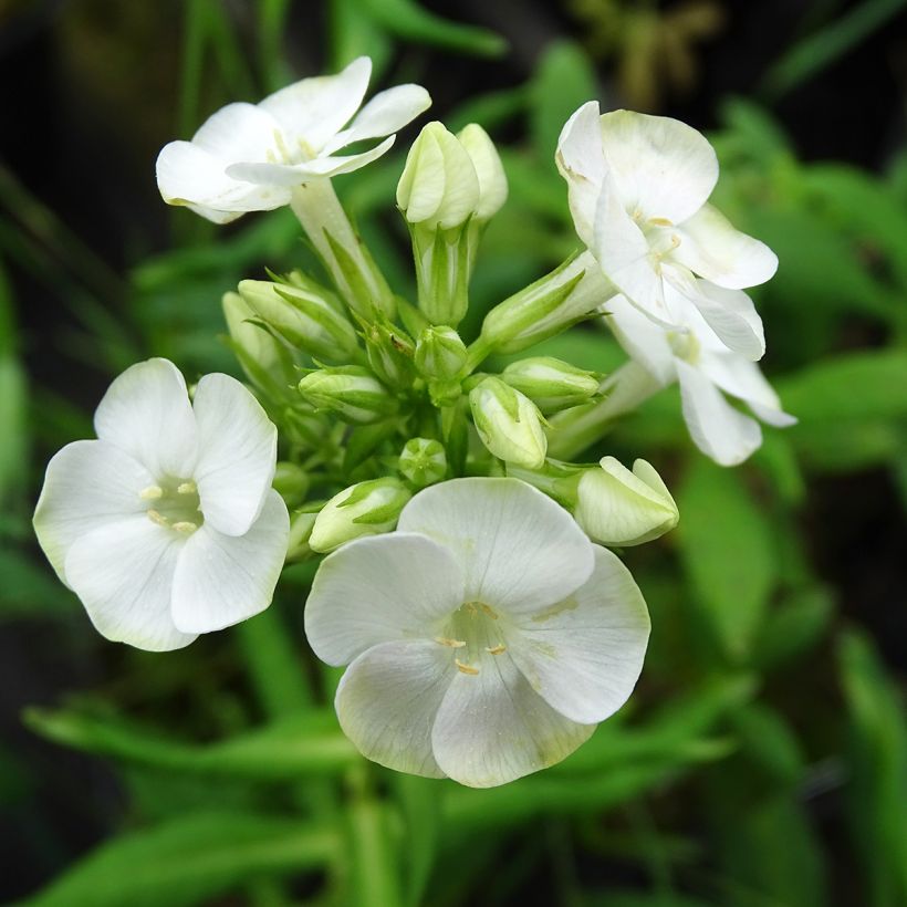 Phlox paniculata Jade (Floración)