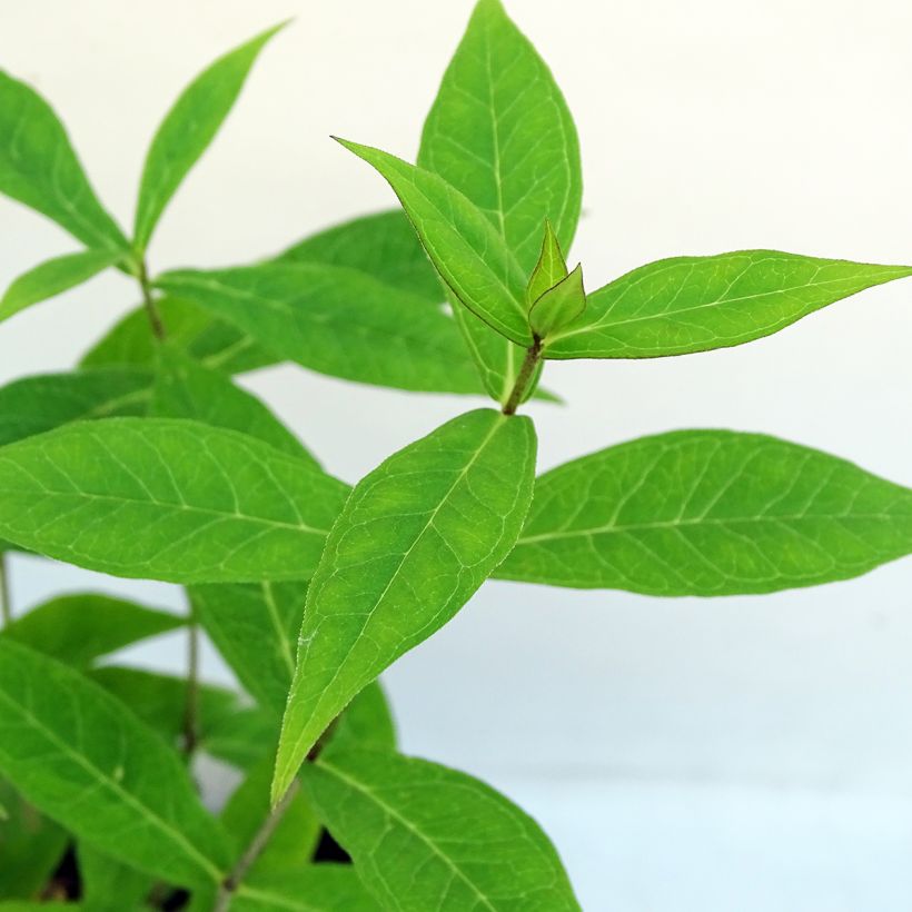 Phlox paniculata Jeana (Follaje)