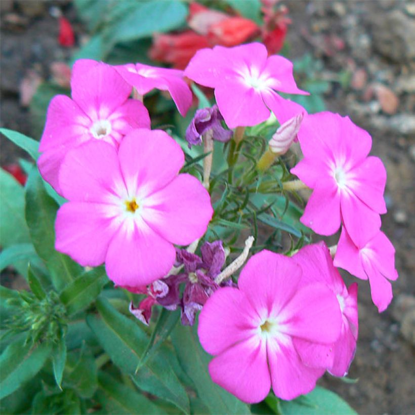 Phlox paniculata Laura (Floración)