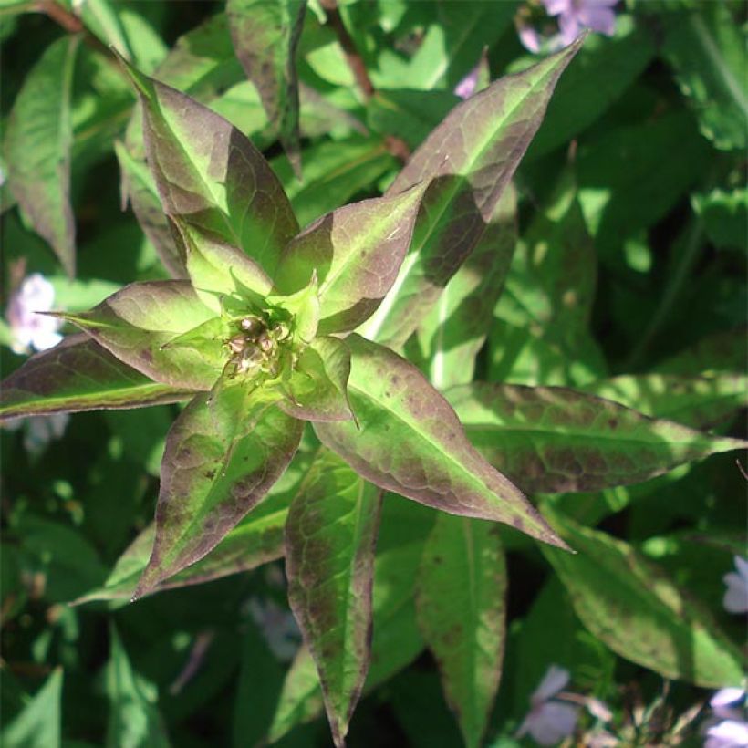 Phlox paniculata Lichtspel (Follaje)