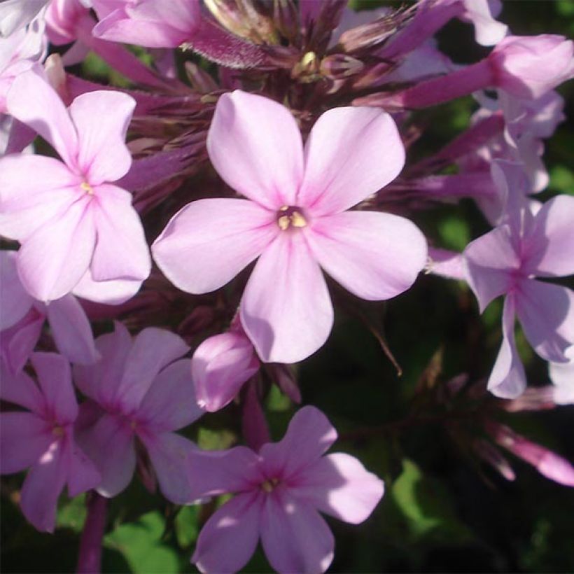 Phlox paniculata Lichtspel (Floración)