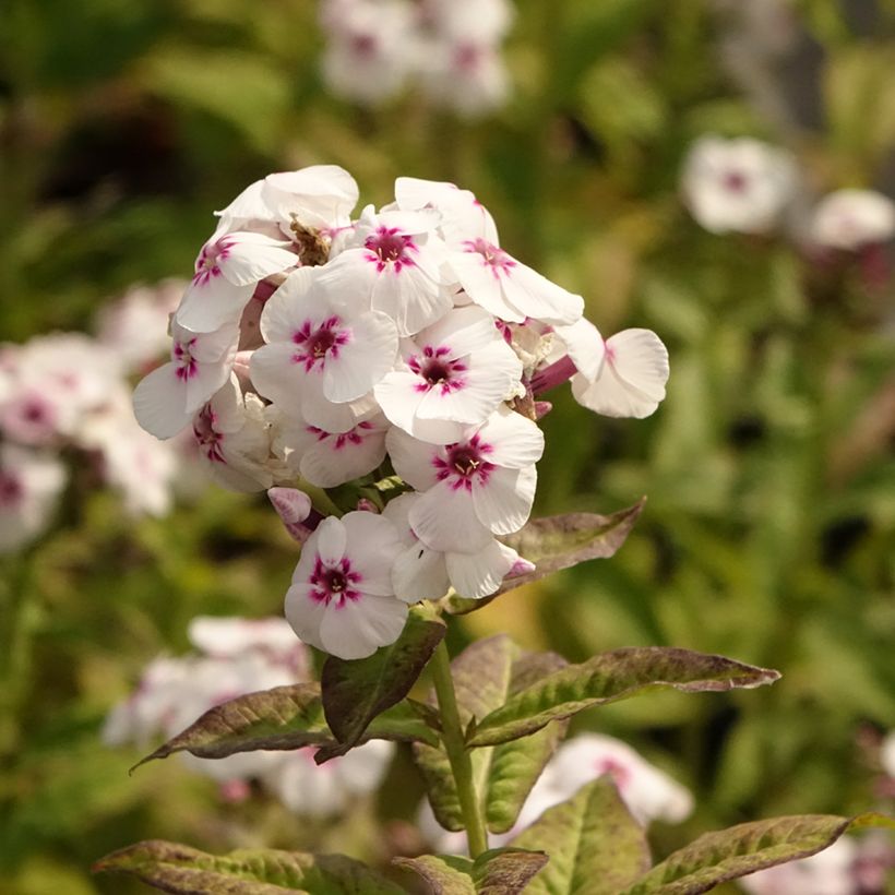 Phlox paniculata Mike's Favourite (Floración)