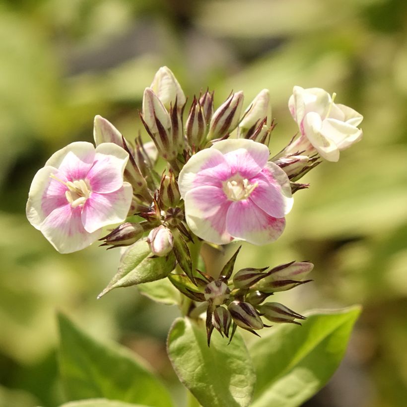 Phlox paniculata Mystic Green (Floración)