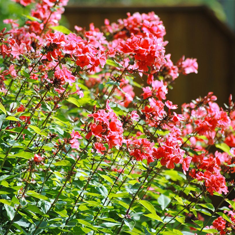 Phlox paniculata Orange Perfection (Floración)