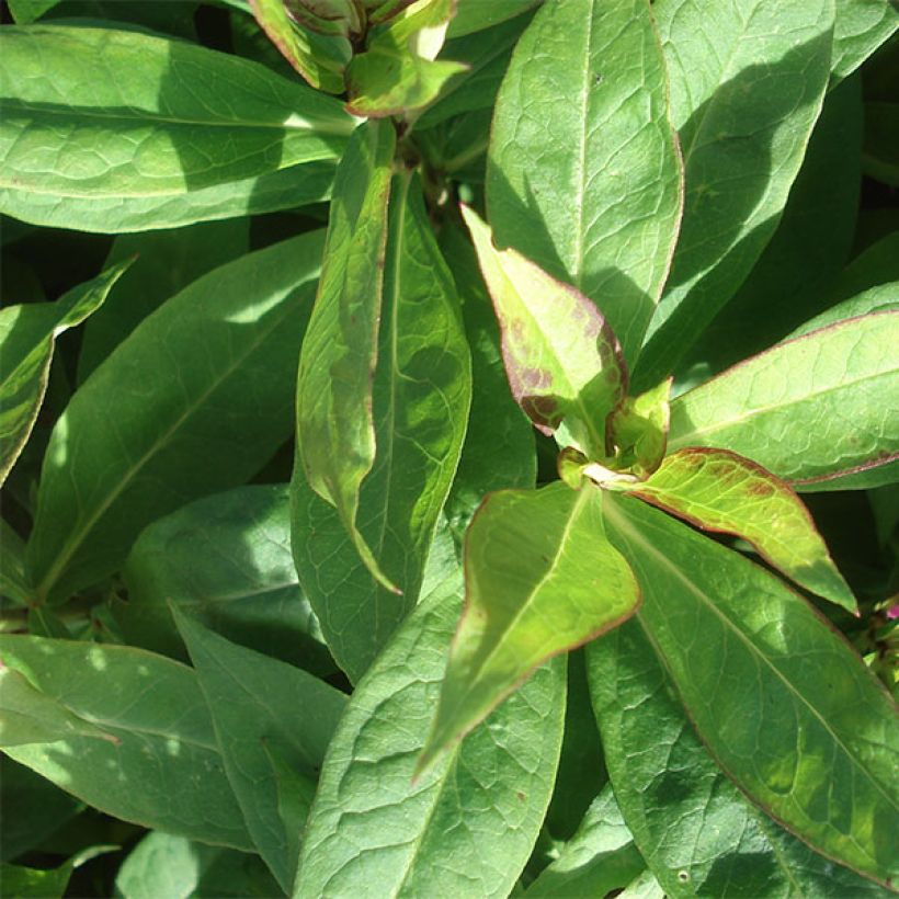 Phlox paniculata Peppermint Twist (Follaje)