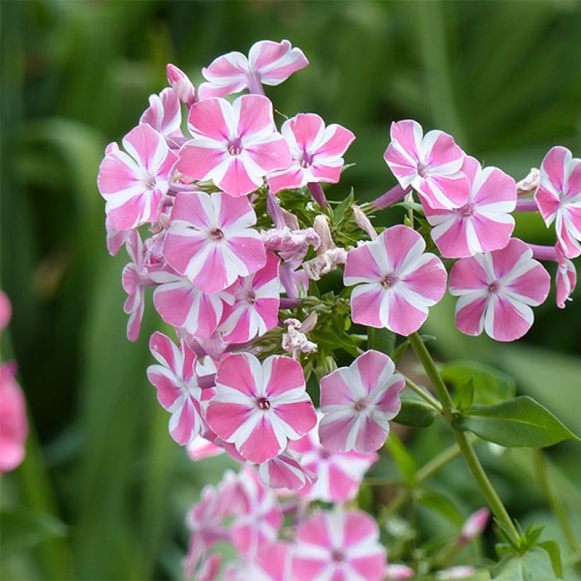 Phlox paniculata Peppermint Twist (Floración)