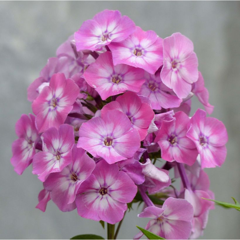 Phlox paniculata Pink Eye Flame (Floración)