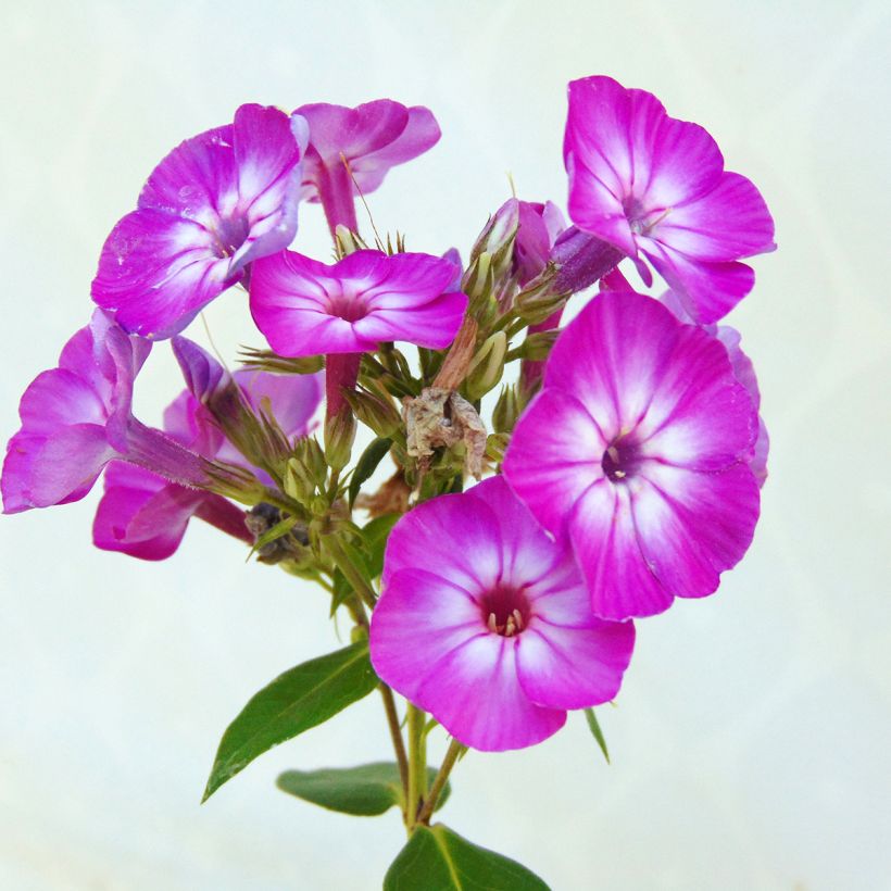 Phlox paniculata Purple Eye Flame (Floración)