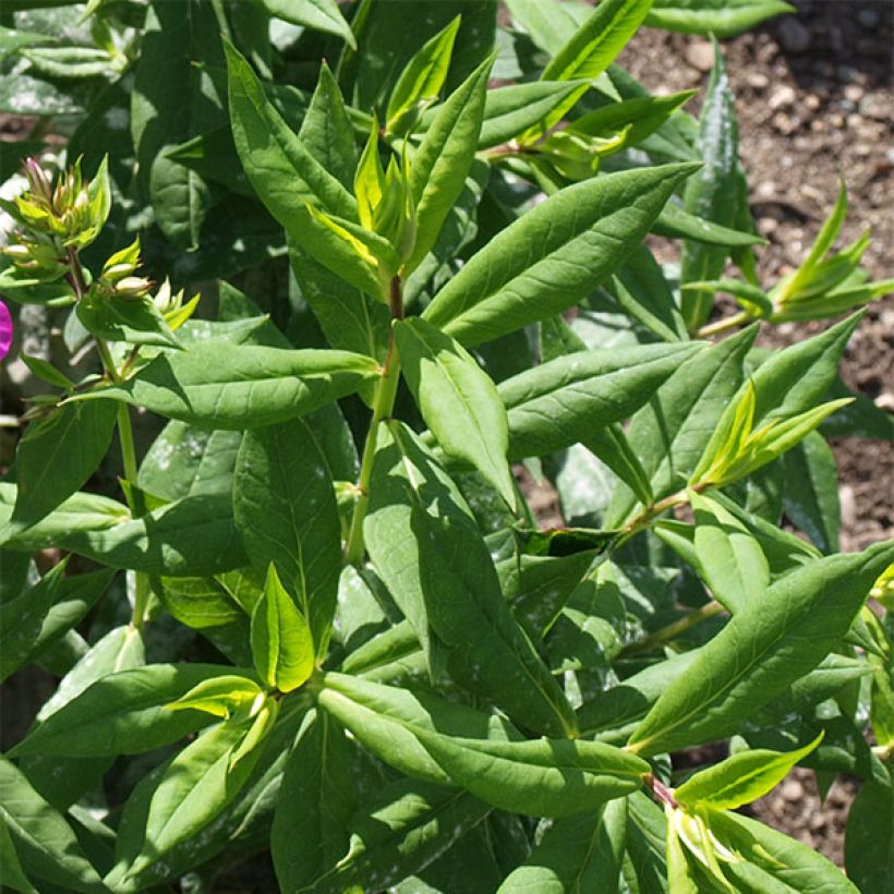 Phlox paniculata Purple Flame (Follaje)