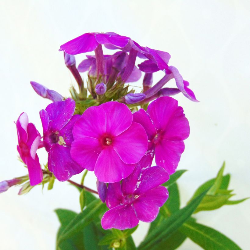 Phlox paniculata Purple Flame (Floración)