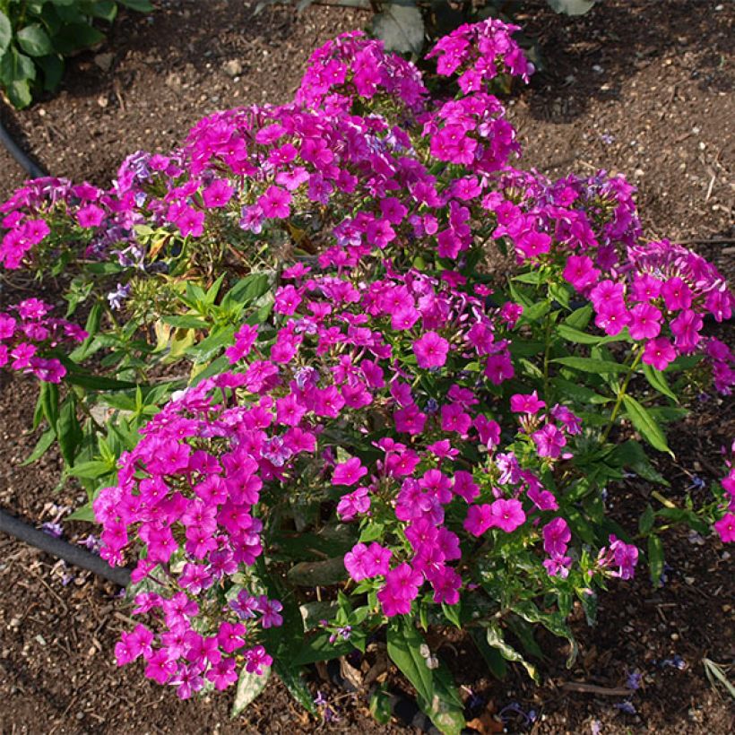 Phlox paniculata Purple Flame (Porte)