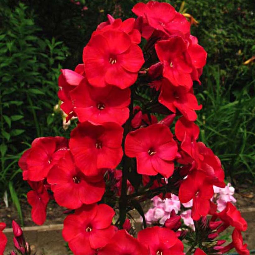 Phlox paniculata Red Flame (Floración)