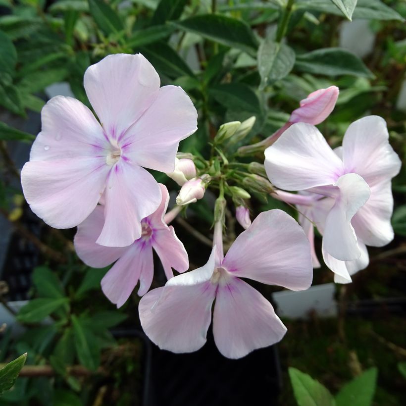 Phlox paniculata Rosa Pastel (Floración)