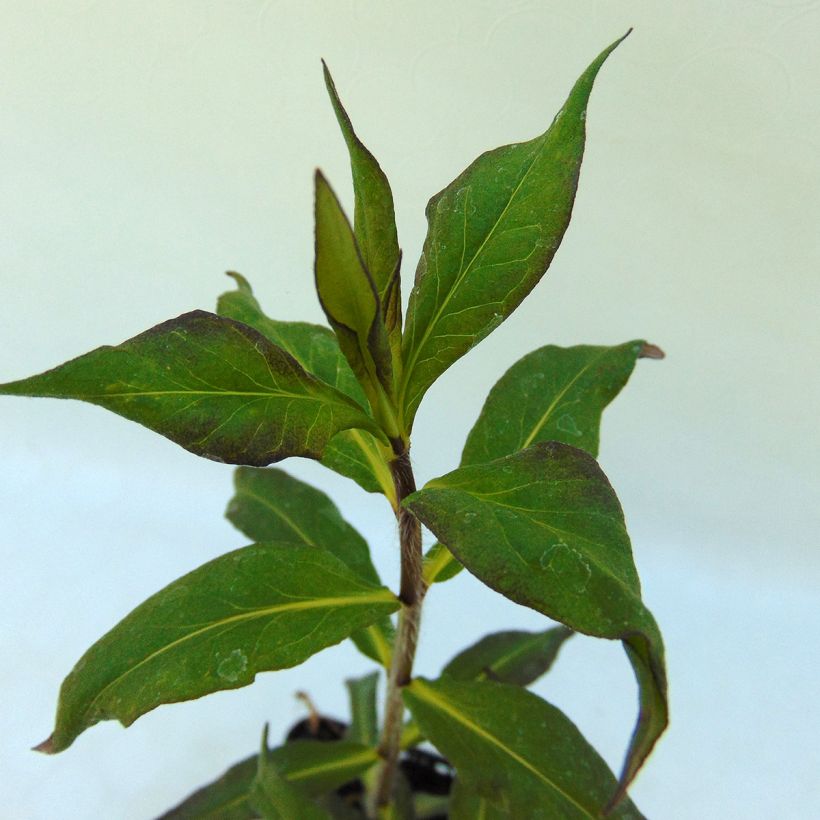 Phlox paniculata Septemberglut (Follaje)