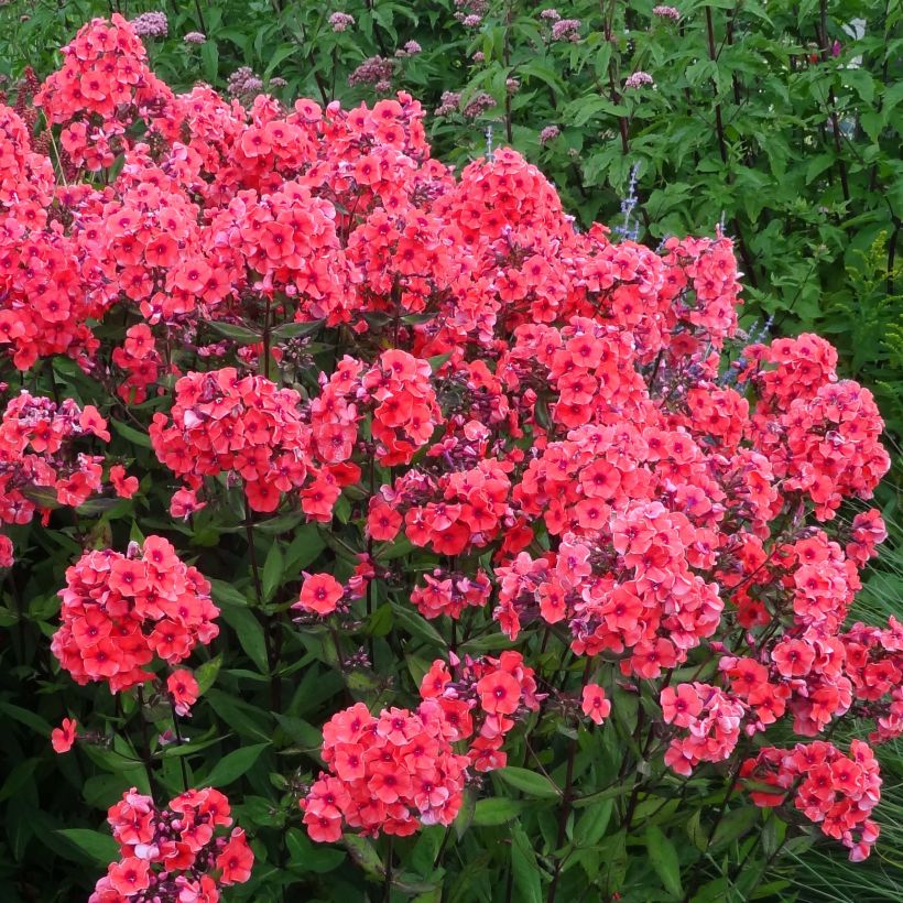 Phlox paniculata Starfire (Floración)