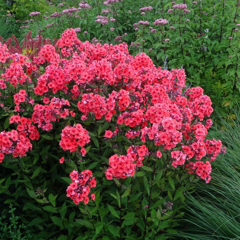 Phlox paniculata Starfire (Porte)