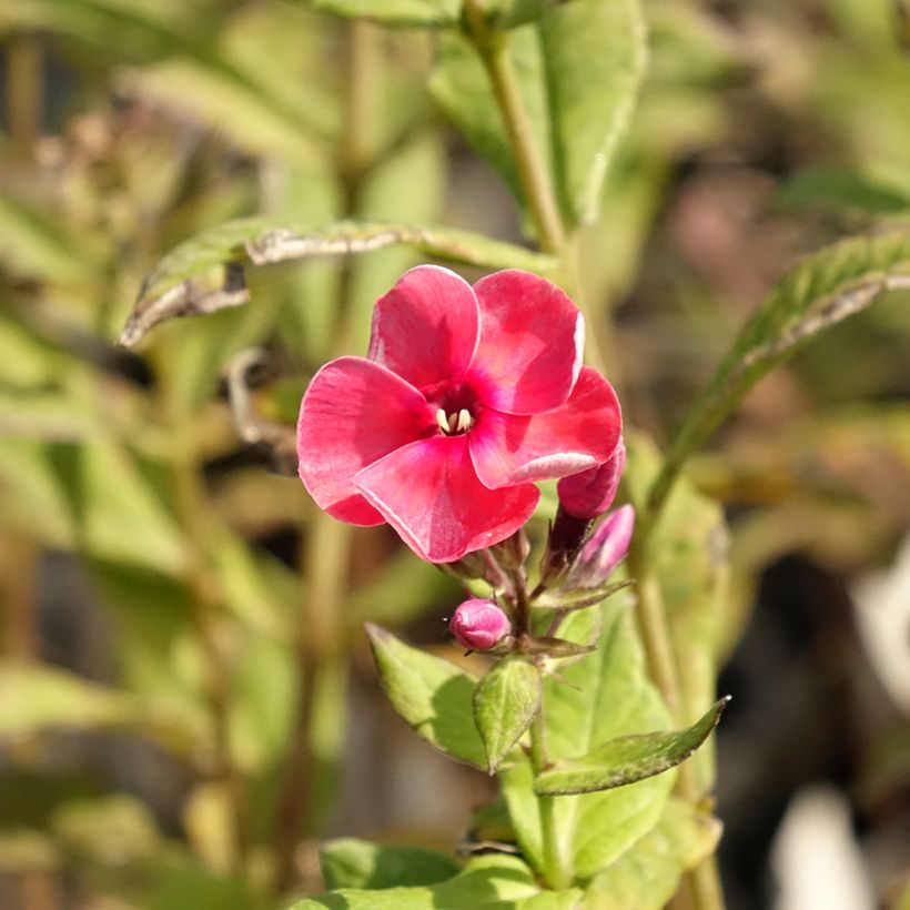 Phlox paniculata Stars and Stripes (Floración)