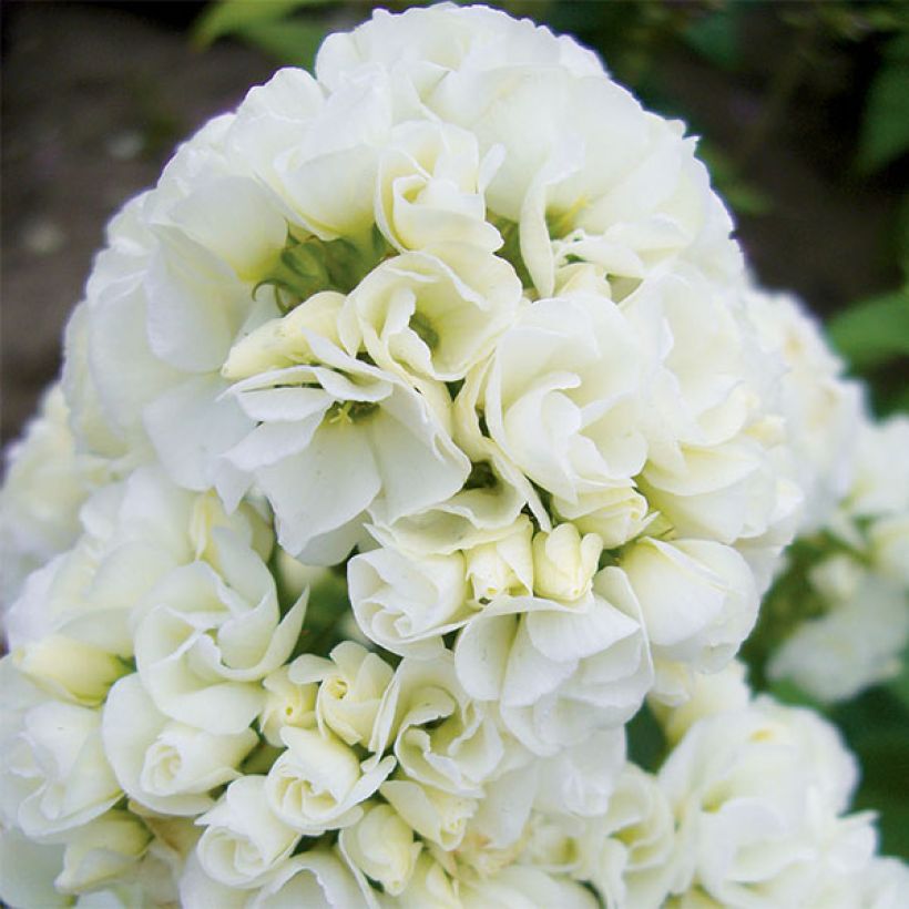 Phlox paniculata Tiara (Floración)