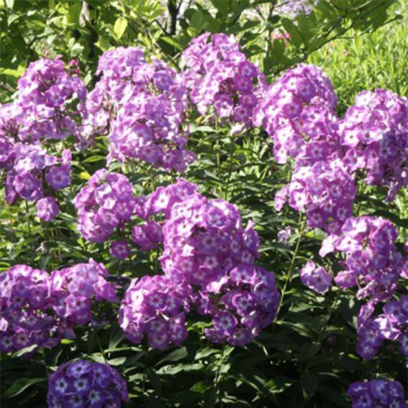 Phlox paniculata Uspech (Floración)