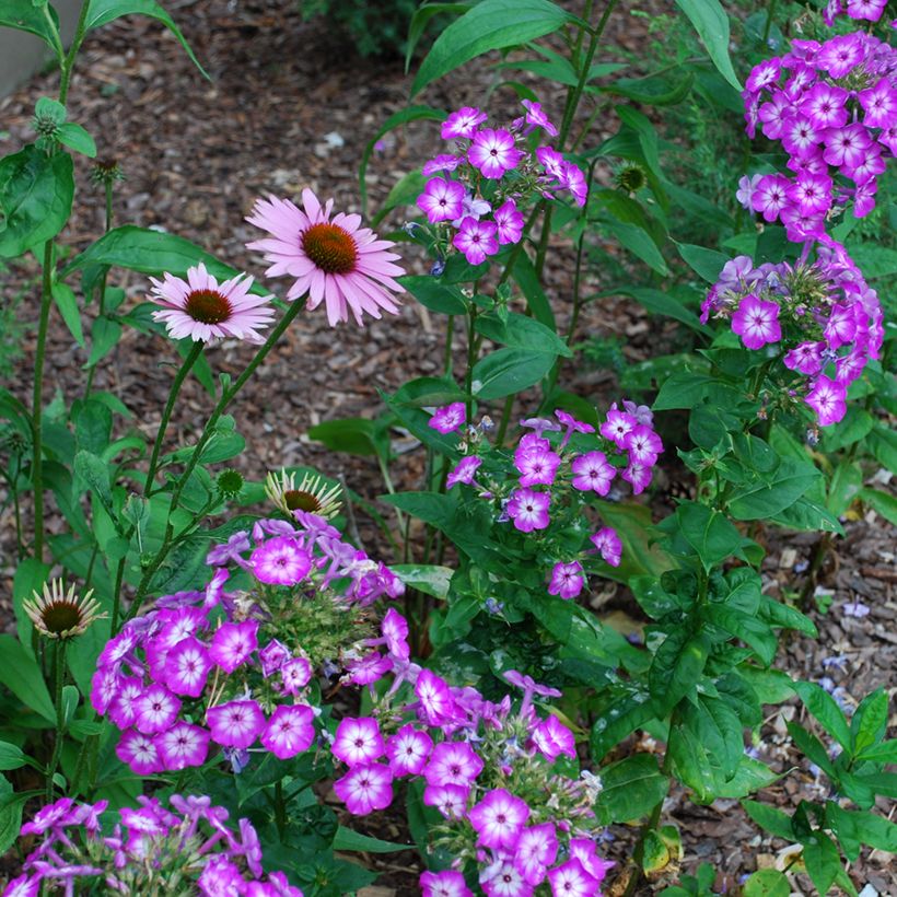 Phlox paniculata Uspech (Porte)