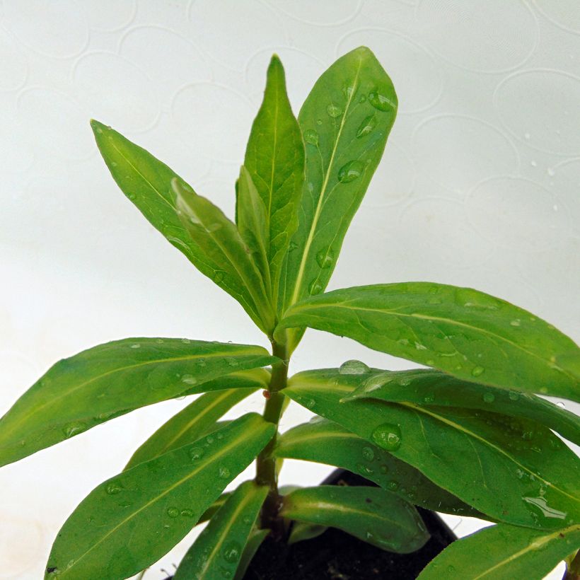 Phlox paniculata White Eye Flame (Follaje)