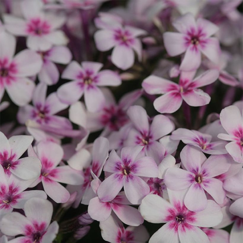 Phlox paniculata White Eye Flame (Floración)