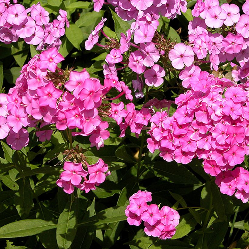 Phlox paniculata Windsor (Floración)