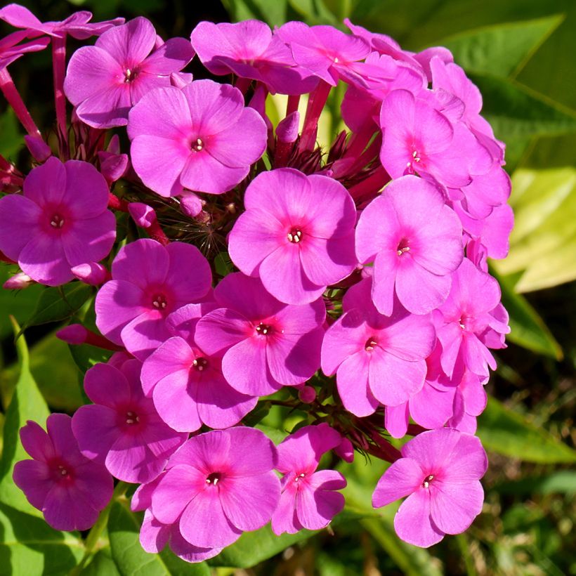 Phlox paniculata Younique Cerise (Floración)