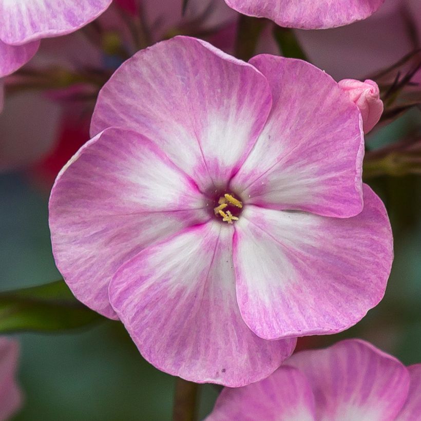 Phlox paniculata Younique Old Pink (Floración)