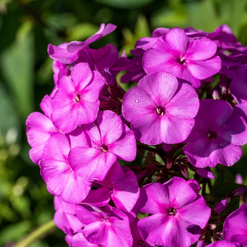 Phlox paniculata Younique Old Purple (Floración)