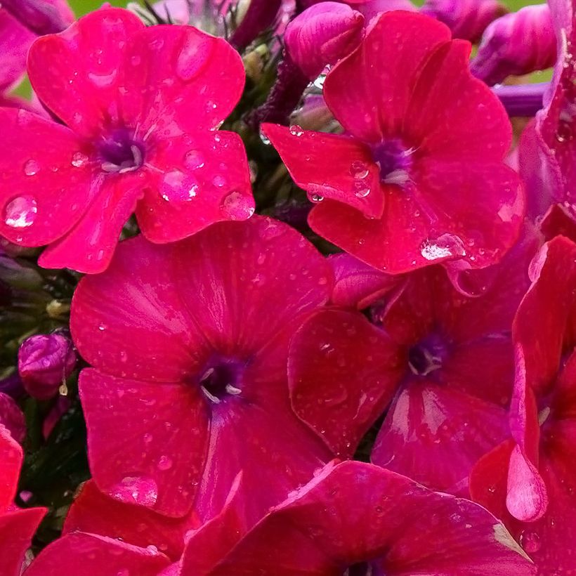 Phlox paniculata Younique Red (Floración)