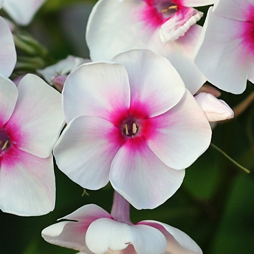 Phlox paniculata Younique Trendy (Floración)