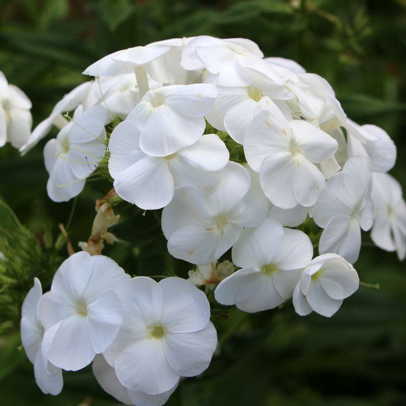 Phlox paniculata Younique White (Floración)