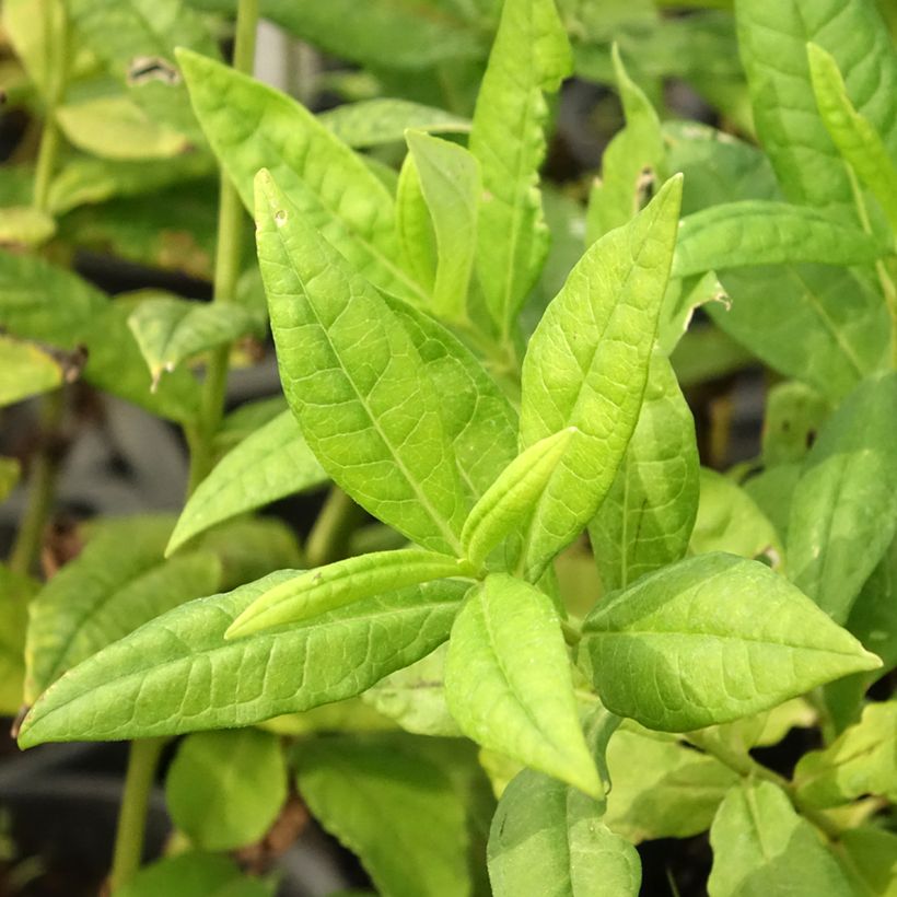 Phlox paniculata Younique White (Follaje)