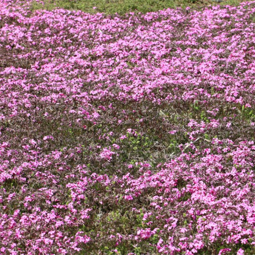 Phlox stolonifera Home Fires (Floración)