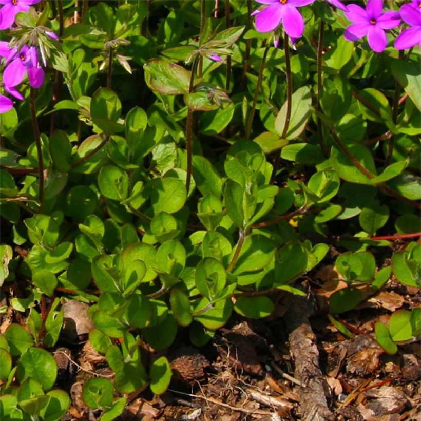 Phlox stolonifera Purpurea (Follaje)