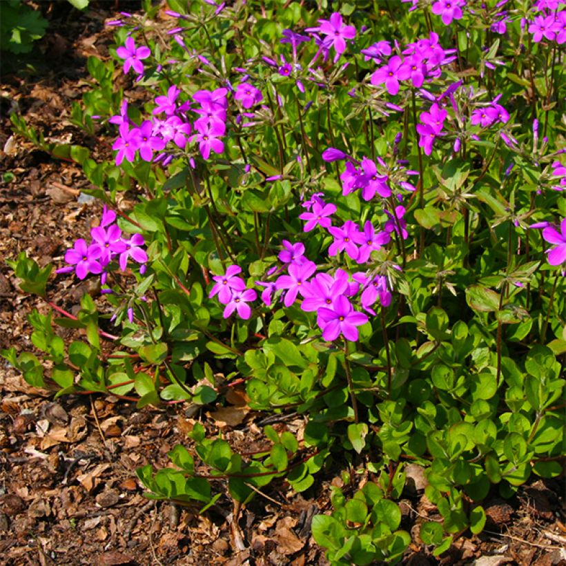 Phlox stolonifera Purpurea (Floración)