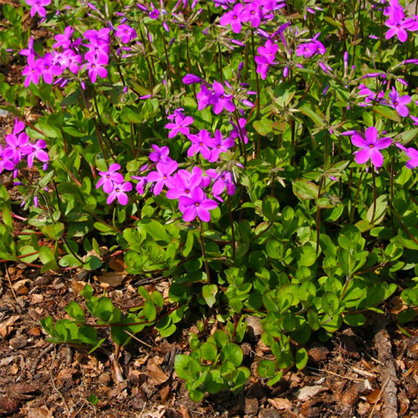 Phlox stolonifera Purpurea (Porte)