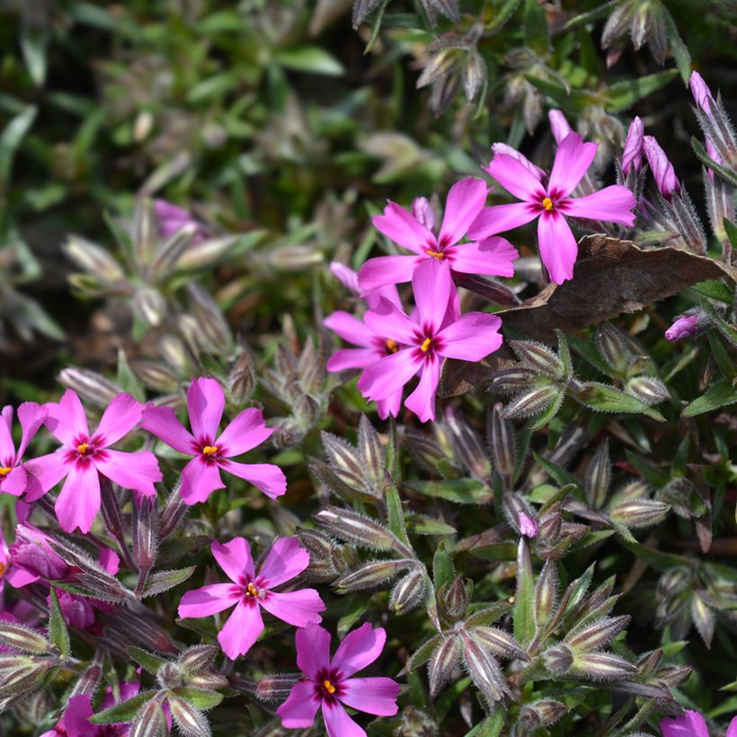 Phlox subulata Atropurpurea - Flox musgoso (Floración)