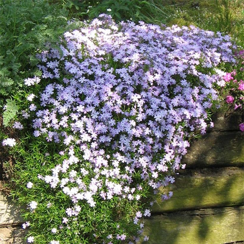 Phlox subulata Cushion Blue - Flox musgoso (Porte)