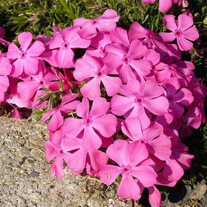 Phlox subulata McDaniel's Cushion - Flox musgoso (Floración)