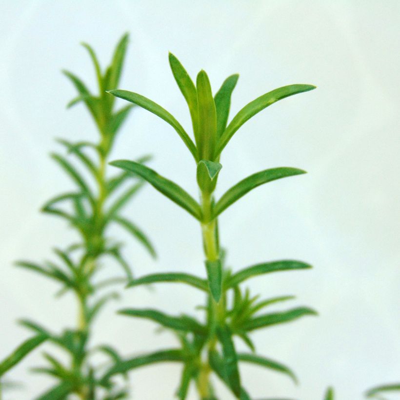 Phlox subulata White Delight - Flox musgoso (Follaje)