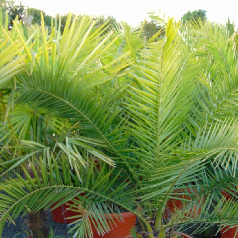 Phoenix canariensis - Palmera canaria (Follaje)