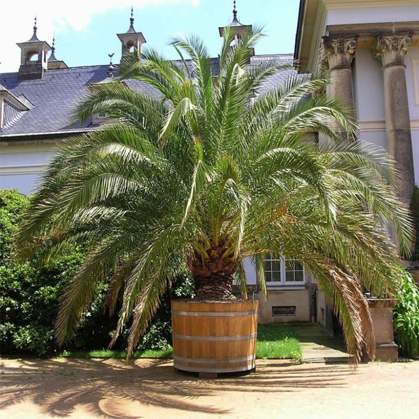 Phoenix canariensis - Palmera canaria (Porte)