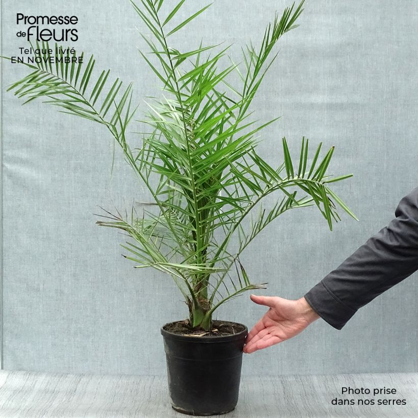 Ejemplar de Phoenix canariensis - Palmier dattier des Canaries Pot de 6L/7L entregado en otoño