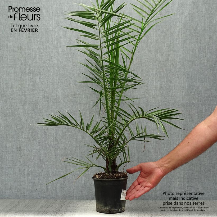 Ejemplar de Phoenix canariensis - Palmier dattier des Canaries pot de 1,5L entregado en otoño