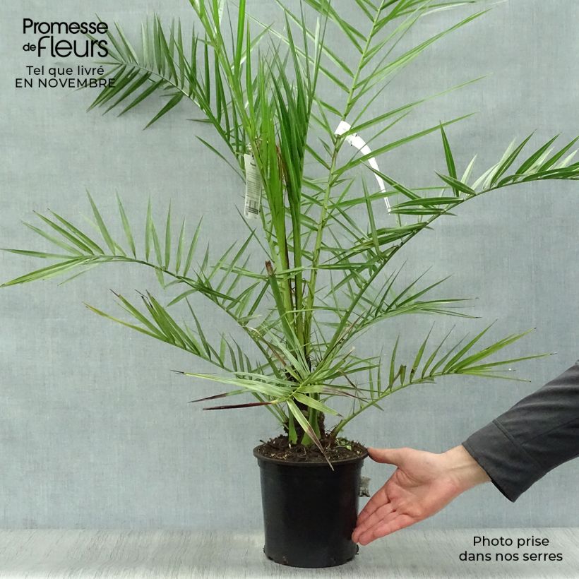 Ejemplar de Phoenix canariensis - Palmier dattier des Canaries pot de 3L entregado en otoño