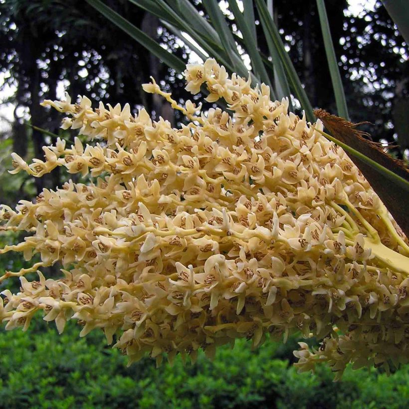 Phoenix dactylifera - Palmera datilera (Floración)