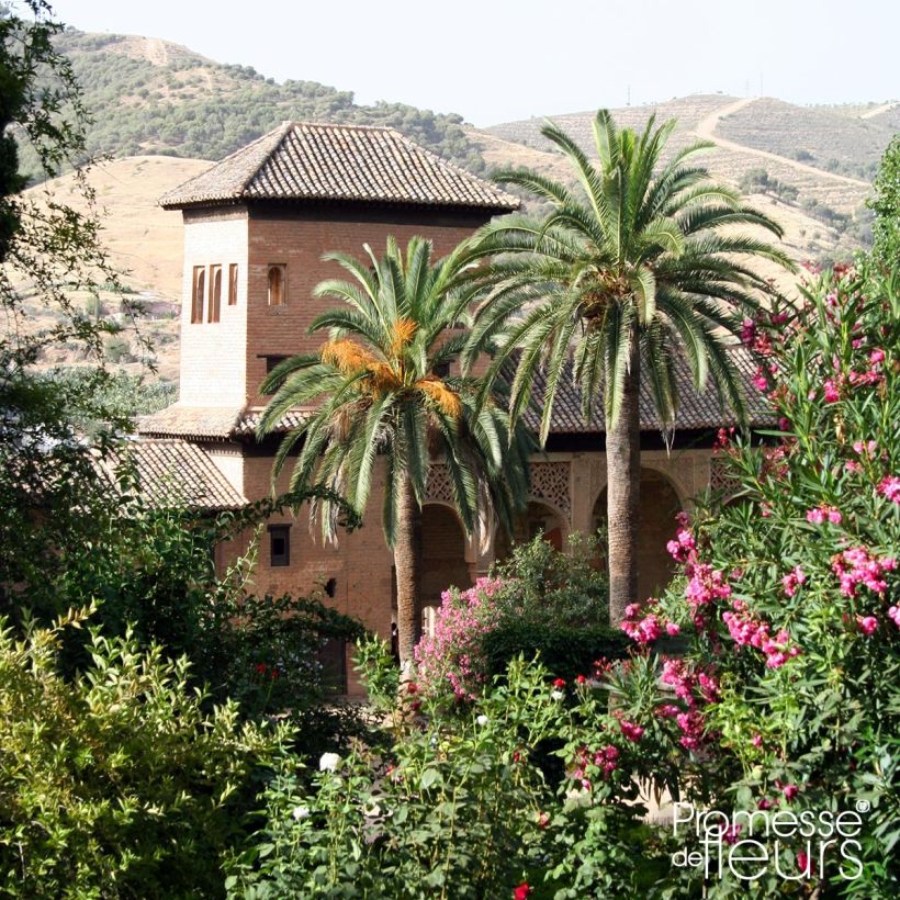 Phoenix dactylifera - Palmera datilera (Porte)