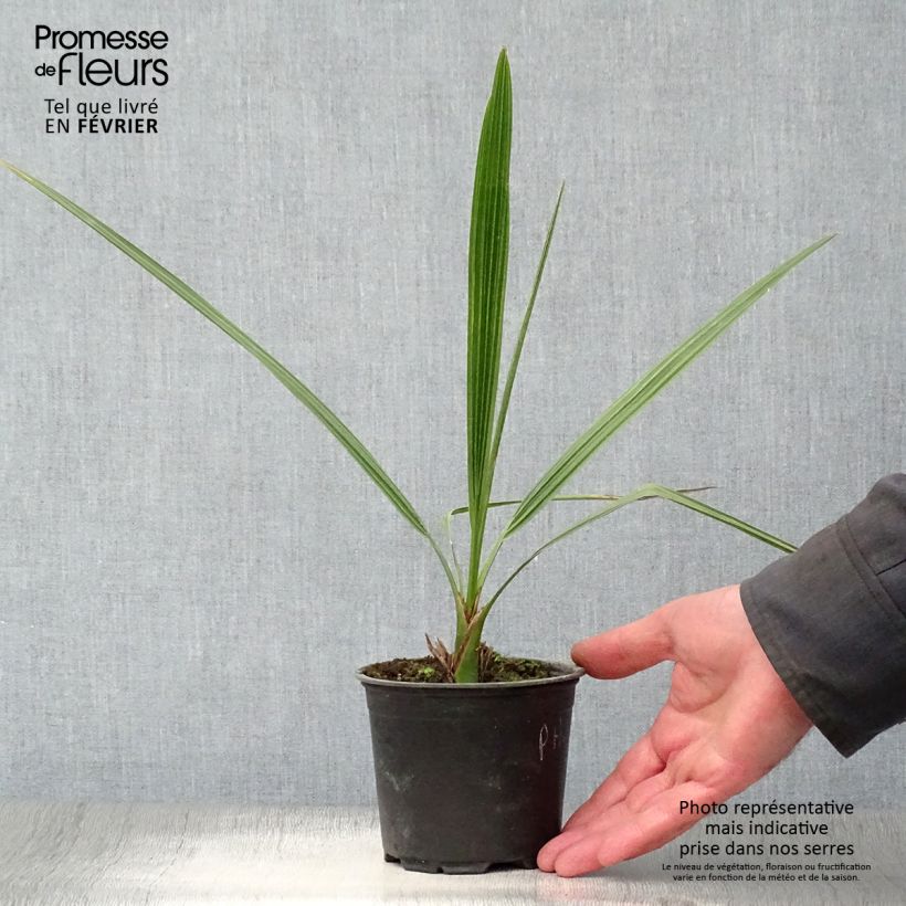 Phoenix dactylifera - Palmier-dattier en pot de 12 cm Ejemplar entregado en invierno